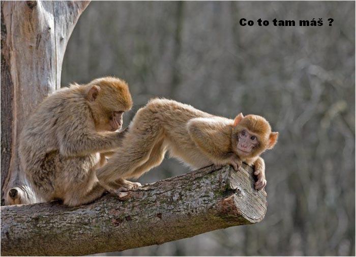 Co to tam mas